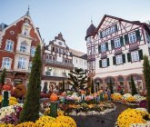 Chrysanthema Lahr<br/><h7> © Stadt Lahr</h7>