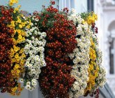 Chrysanthema Lahr<br/><h7> © Stadt Lahr</h7>