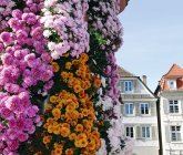 Chrysanthema Lahr<br/><h7> © Stadt Lahr</h7>
