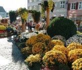 Chrysanthema Lahr