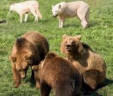 Tripsdrill Wildpark