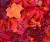 Herbstlaub Baum